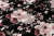Pościel 150x200 + 2 Poszewki 50x60 100% Bawełna P1476 Harmony Collection Famitex